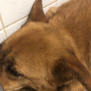 収容期限4/20後は愛護センターに移送され殺処分