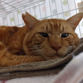 茶アメショー柄ミックス、男の子