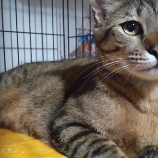 猫に好かれる猫☆