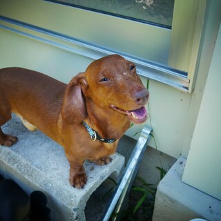 人が大好き！Mダックス