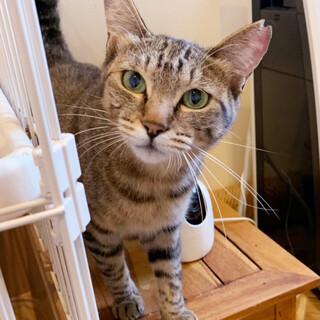 かっこいい女の子【剣菱　悠里】