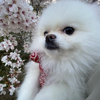 ポメラニアン 犬 の里親募集情報 ペットのおうち 月間利用者150万人