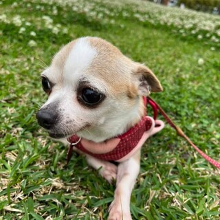 小柄でおとなしいクララちゃん