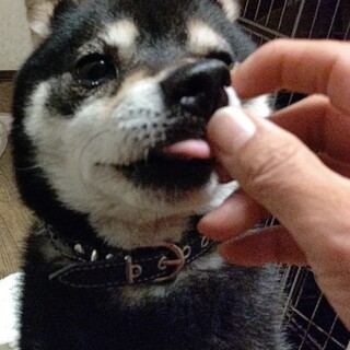 豆柴の美人さんずっとの家族募集中です。