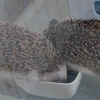 里親決定しました。ありがとうございました。