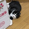 雹兄ちゃんはどこ？出てきなさい！