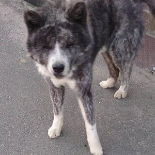 里親さん決まりました‼️