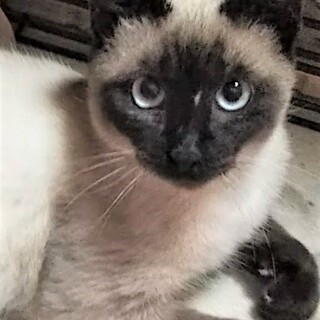 カギしっぽのシャムくん