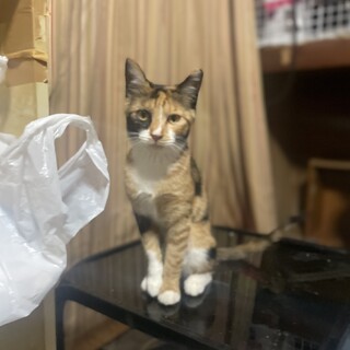 三毛猫♀みぃちゃん
