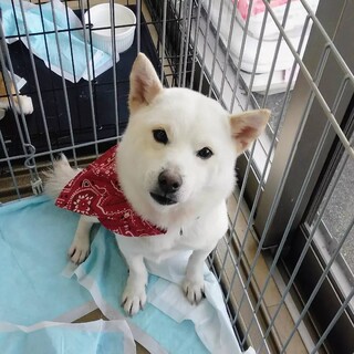 【交渉中の為一時停止】真っ白な柴の女の子