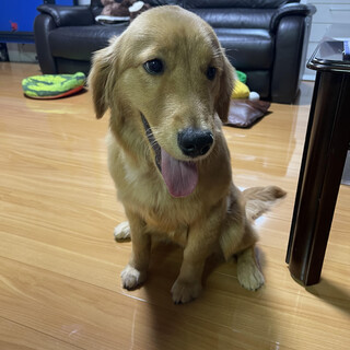 とても元気一杯なゴールデンレトリバーの女の子