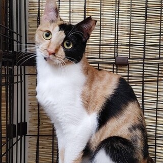個性的な三毛柄❤️飛鳥ちゃん