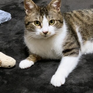 小柄男子の可愛いキジシロ君