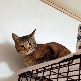 人も猫も大好きな女の子