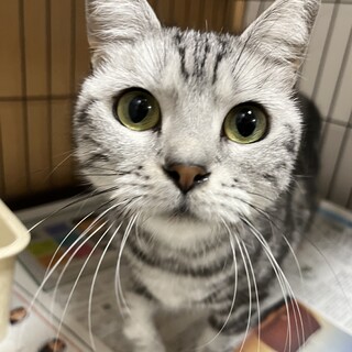 プリッツちゃん里親募集中