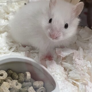 ロングヘアーハムスター！かわいい男の子です！