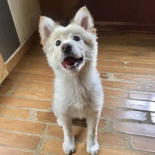 ふわふわの王子様「ハク」