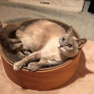 シャム系美猫さん♡すいちゃん《4/24譲渡会参加》