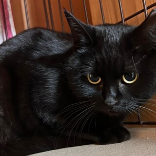 撫で撫でが好き♡マコちゃん《4/24譲渡会参加》