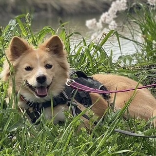 10kg 怖がりでおしとやかな女の子　4歳前後　