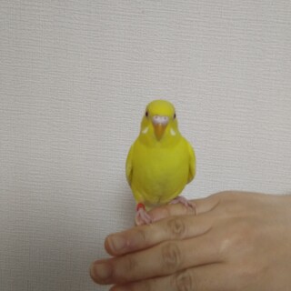 手乗りのセキセイインコ 4ヶ月の子
