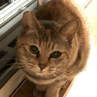 ニャ～ニャ～お話してくれる　れんげちゃん