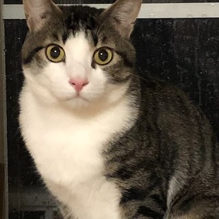 優しくて穏やかな　まんぷく君