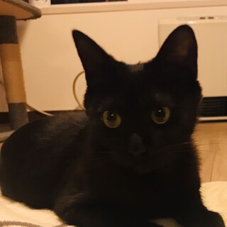 一旦停止　黒猫のつやつやジュリ　7ヶ月位