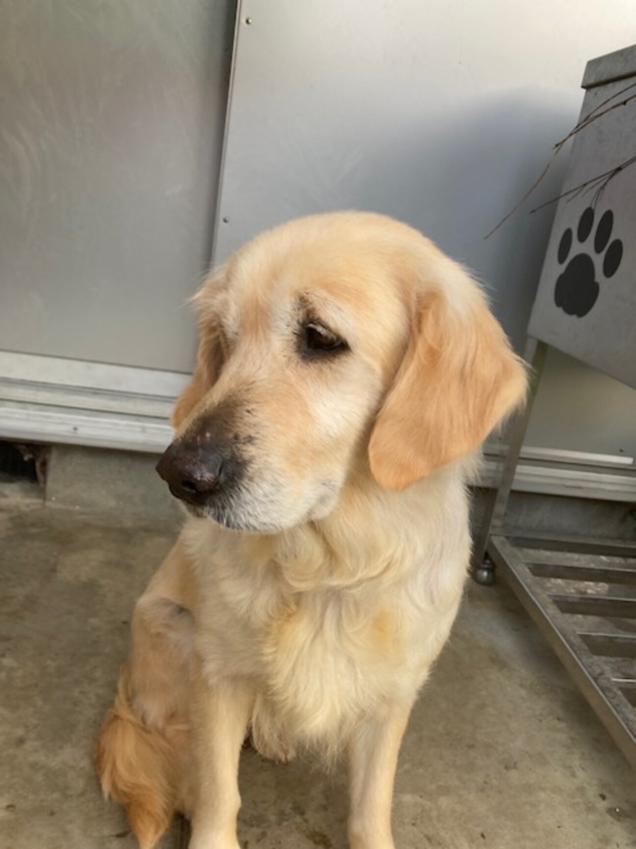 ポピー ゴールデンレトリバー 奈良県 犬の里親募集 ペットのおうち 月間利用者150万人 ポピー ゴールデンレトリバー 奈良県 犬の里親募集 ペットのおうち 月間利用者150万人