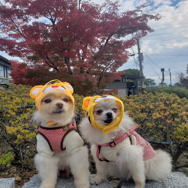 めぐみ125のカバー写真