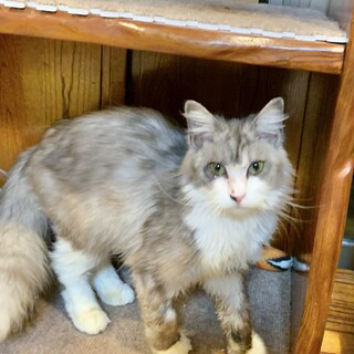 飼いやすさ抜群❣️フワフワな女の子