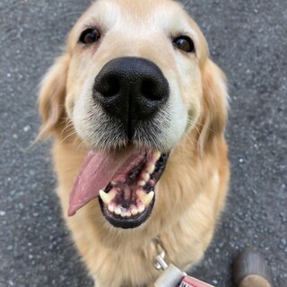 カリンちゃん＊ゴールデンレトリバー