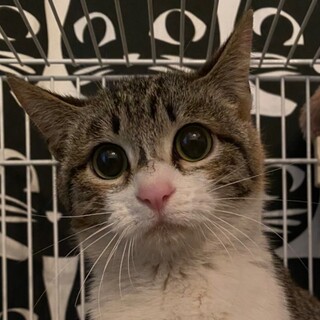 4/24荒川区譲渡会　ミルクちゃん４ヶ月