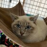 4/24荒川区譲渡会　きなこちゃん　３ヶ月 サムネイル2