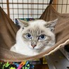 4/24荒川区譲渡会　きなこちゃん　３ヶ月 サムネイル3
