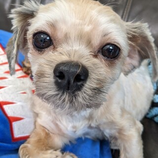 小さい小さいマルチーズ✕シーズーの女の子