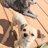 小さい小さいマルチーズ✕シーズーの女の子 サムネイル6