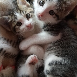 ミルクから育てたかわいい兄妹