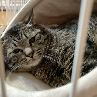 多頭飼い崩壊現場からからの保護猫⑤キジ猫ちゃんオス