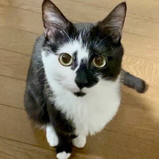 お顔の柄が強面？これでもご機嫌♪こんぶくん１歳