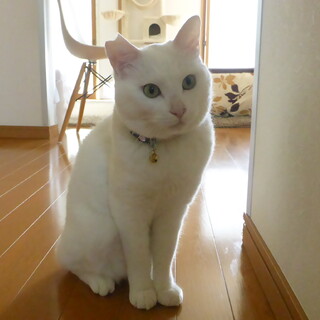 大きな子がお好きな方、白猫去勢済のオス