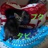 ポテポテ可愛いキジトラ子猫兄妹募集停止 サムネイル2