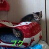 ポテポテ可愛いキジトラ子猫兄妹募集停止 サムネイル3