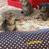 ポテポテ可愛いキジトラ子猫兄妹募集停止 サムネイル4