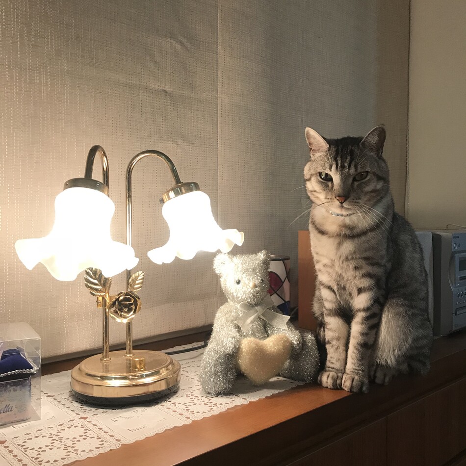 ちび太のカバー写真