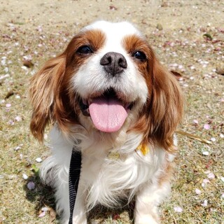 募集一時停止中です推定8〜9歳♂