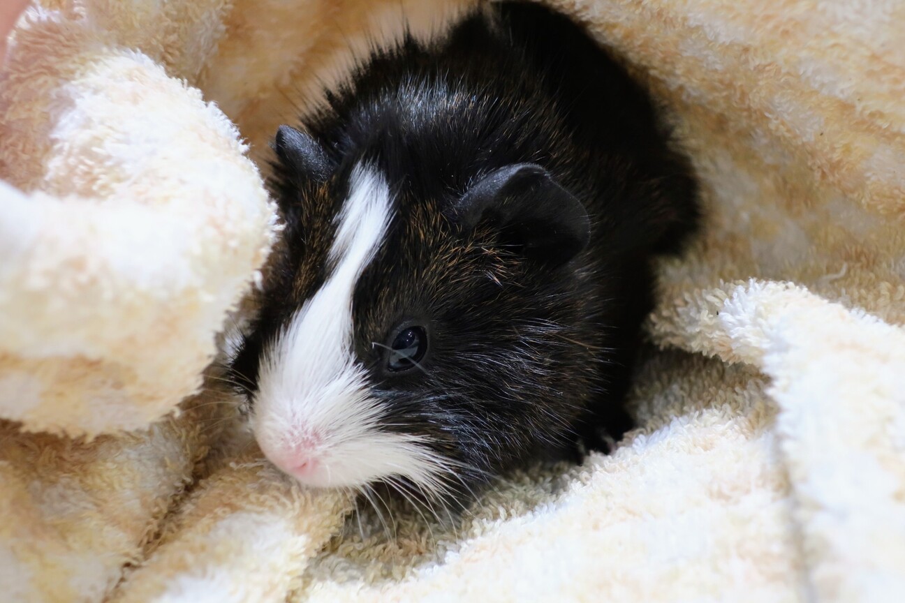 里親交渉中 モルモット 静岡県 小動物の里親募集 4056 ペットのおうち 月間利用者150万人