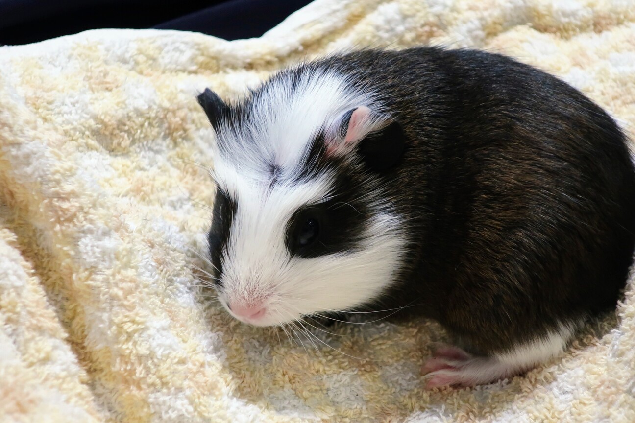 里親交渉中 モルモット 静岡県 小動物の里親募集 4056 ペットのおうち 月間利用者150万人