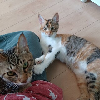 4/17譲渡会！ベタ慣れ６ヶ月兄妹です！