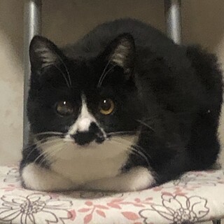 綺麗なタキシード猫　猫じゃらし大好きけいちゃん